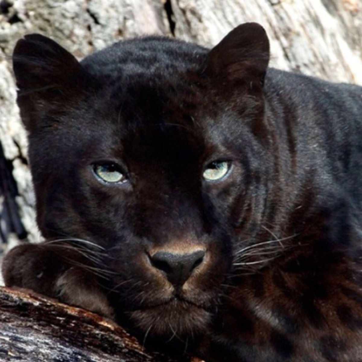 Черная пятнистая пантера