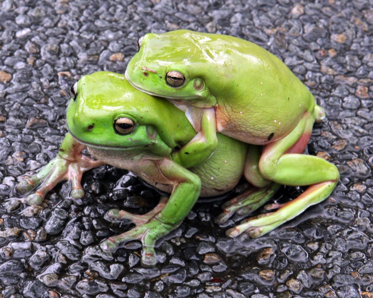 Жабы спариваются