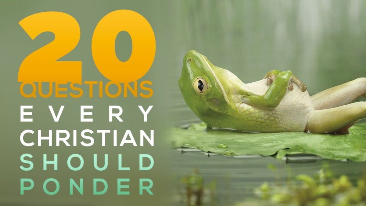 Лягушка пофигистка