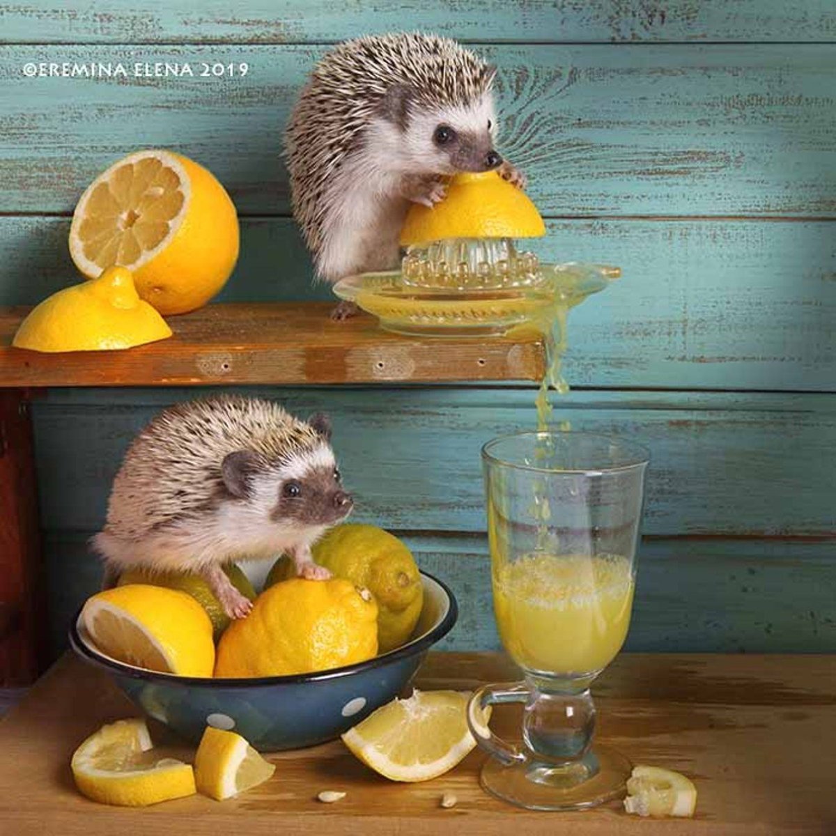 Ежики Елены Ереминой 2019