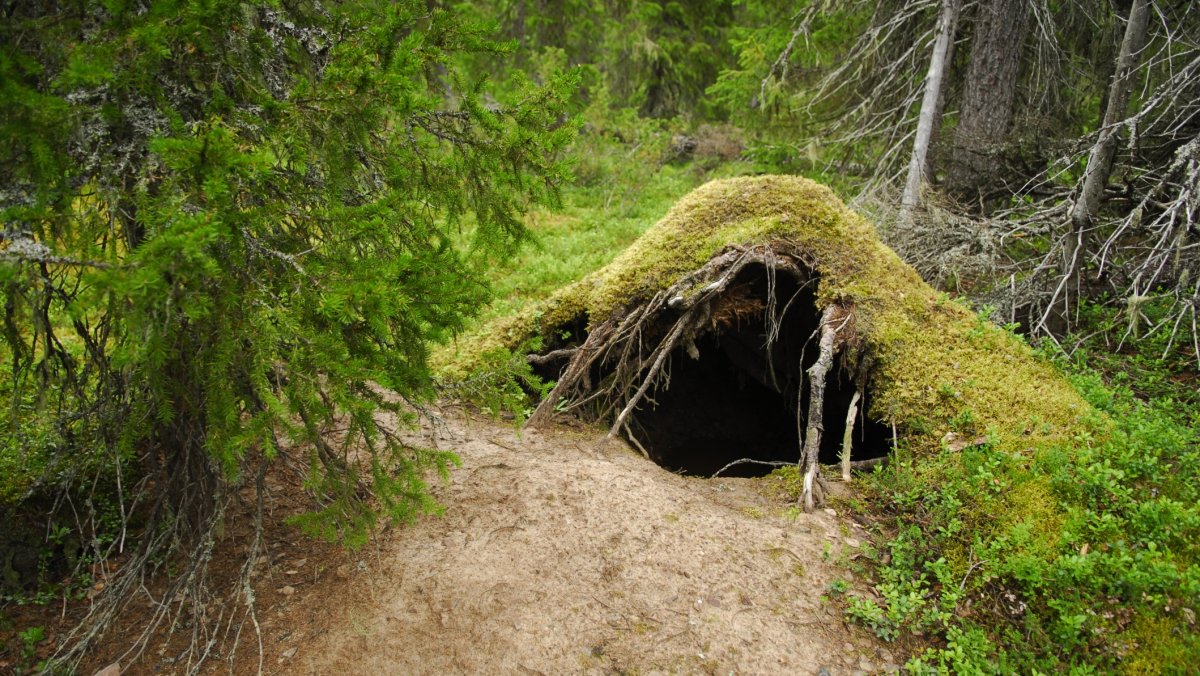 Берлога медведя летом