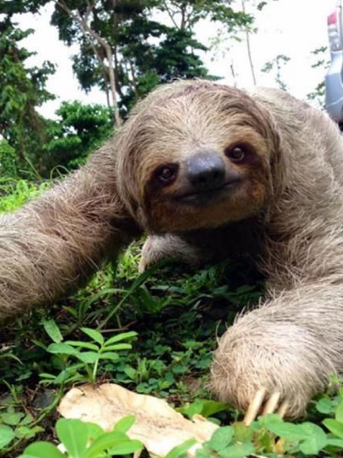 Ленивец смешной рисунок