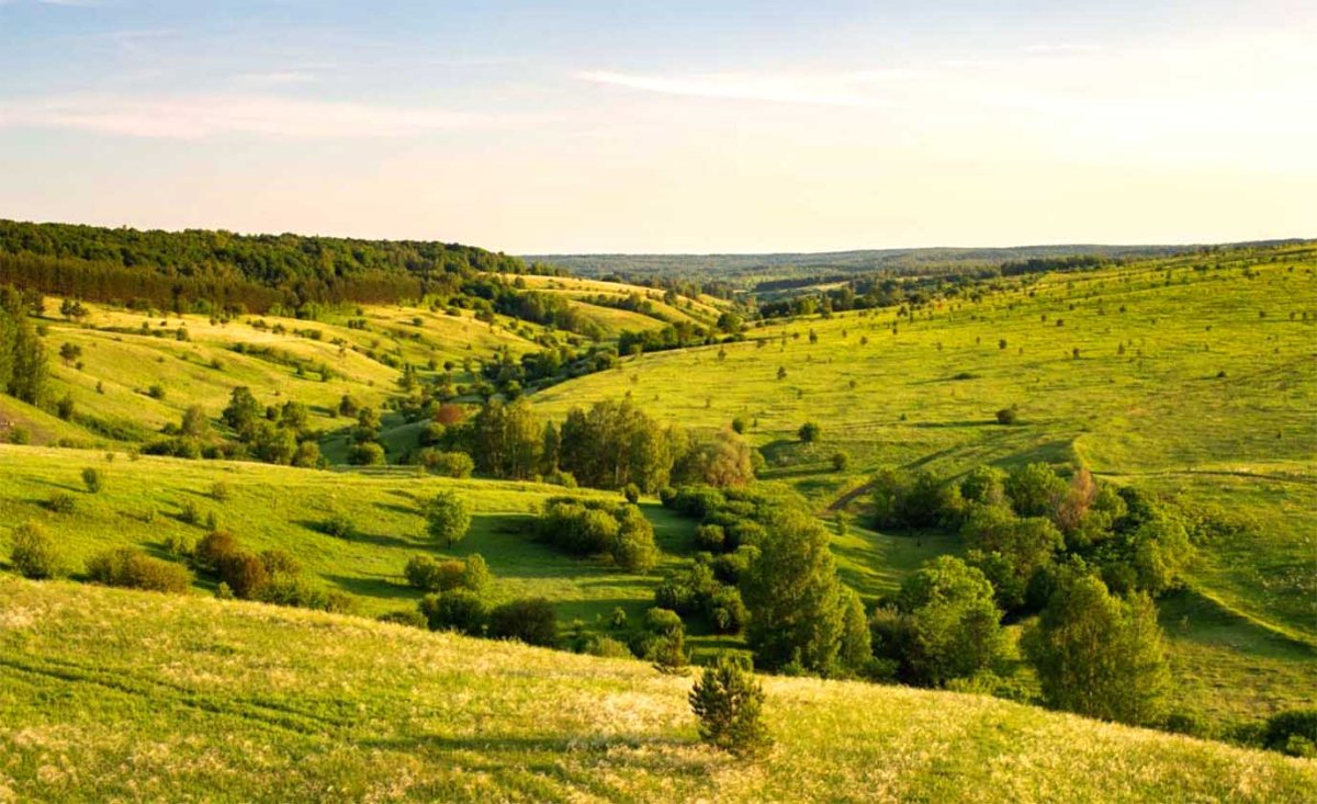 Степи и лесостепи России