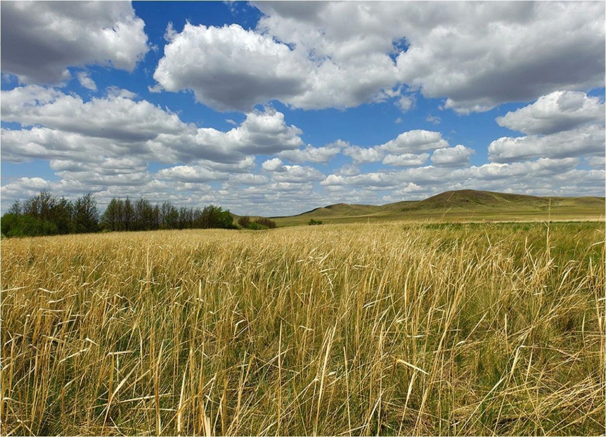 Степные просторы Оренбург