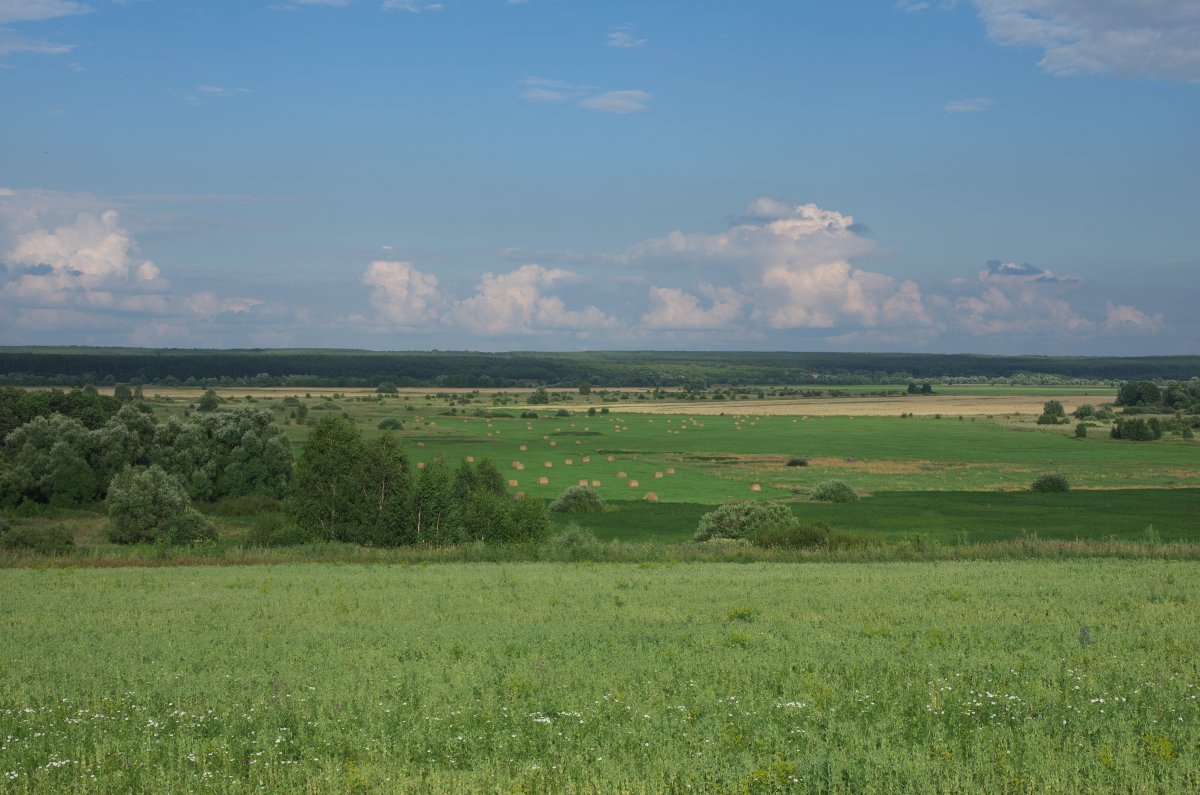 Лесостепи,Луга Орловщины