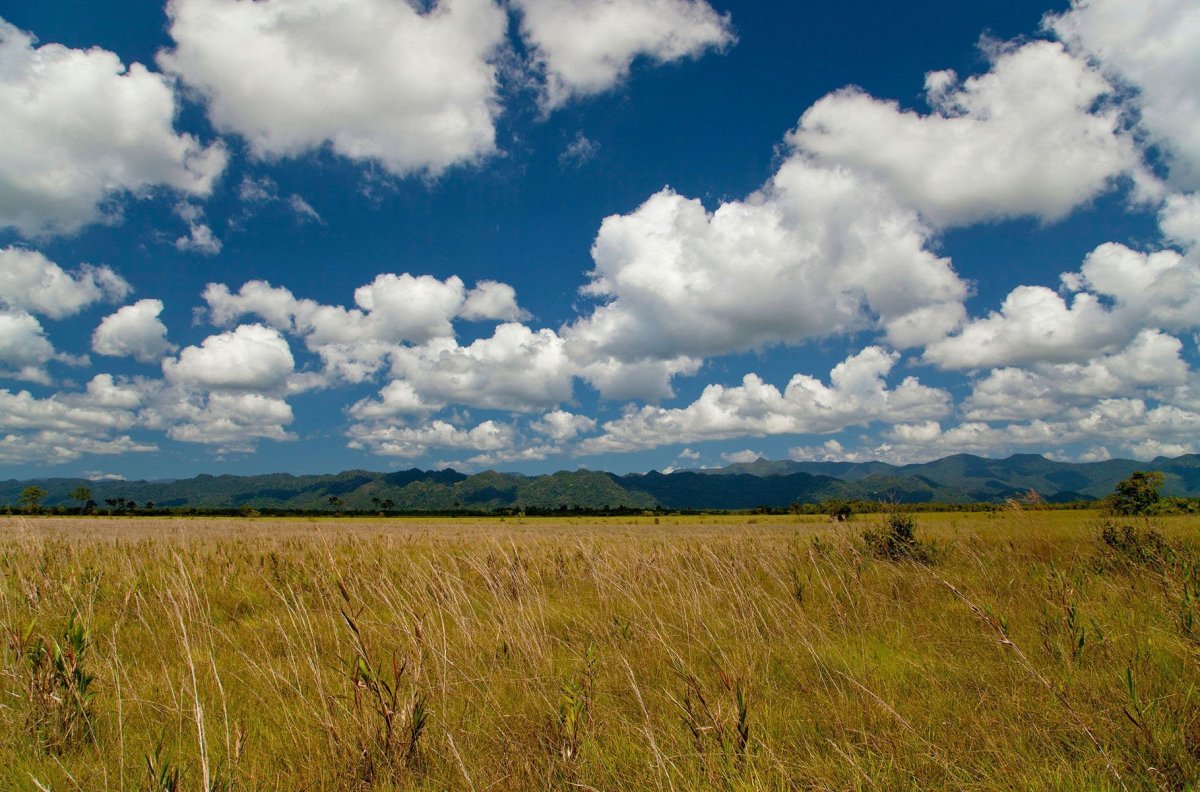 Степи и лесостепи России