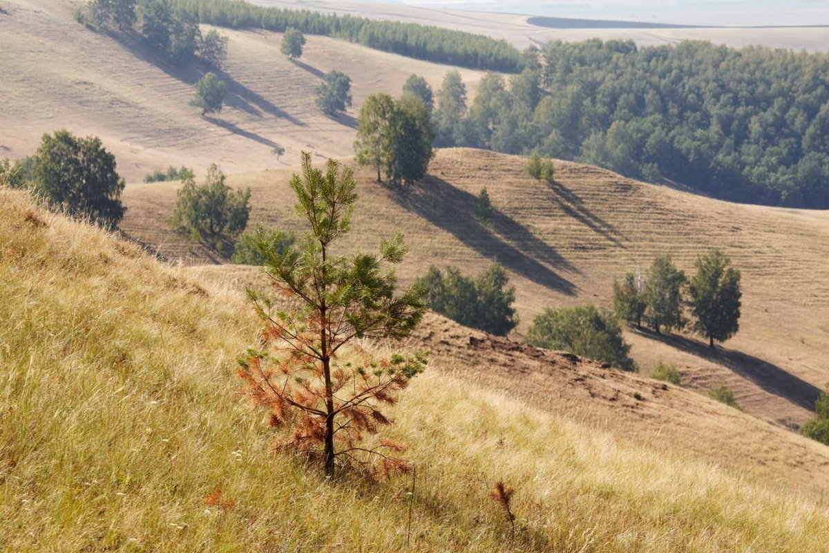 Кандабулакская лесостепь