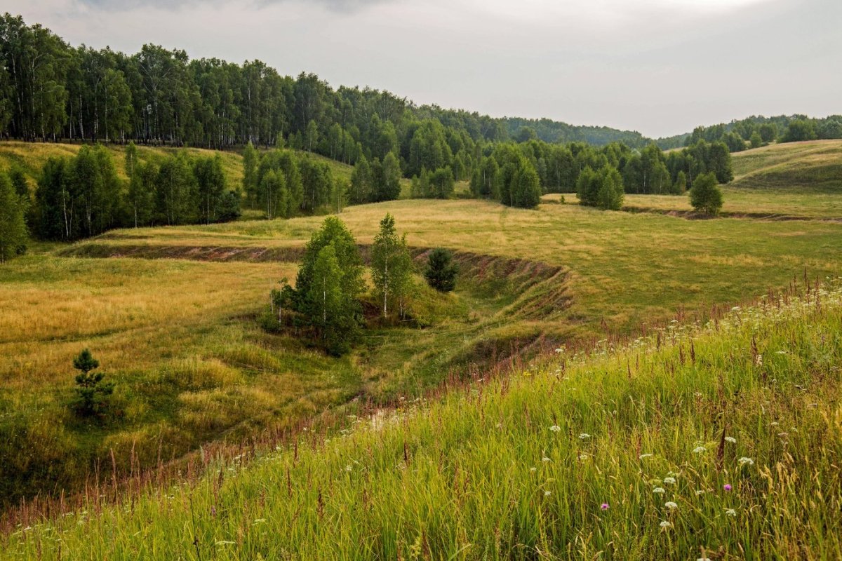 Территория Татарстан леса