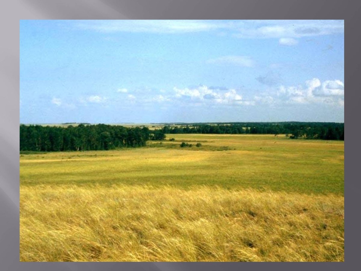 Наурзумский заповедник Казахстана