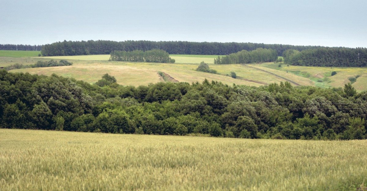 Лесостепь Тамбовской области