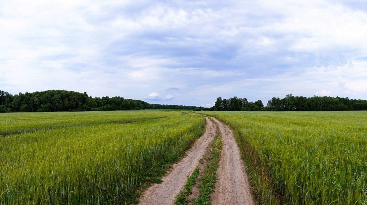 Лес Проселочная дорога Россия