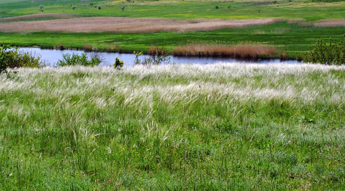 Ковыльные степи Волгоградская область