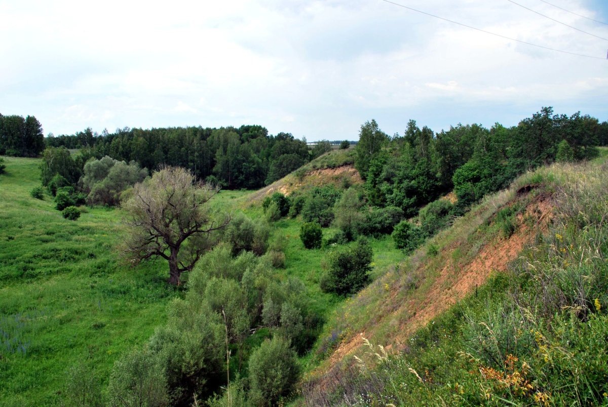Лес Пензенской области