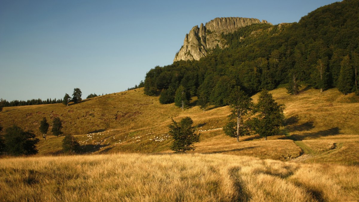 Лесостепь картинки