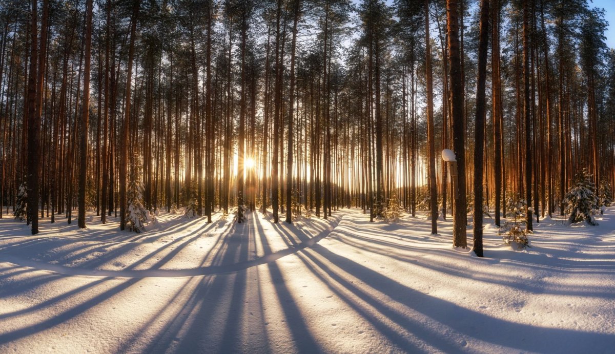 Бузулукский Бор зимой