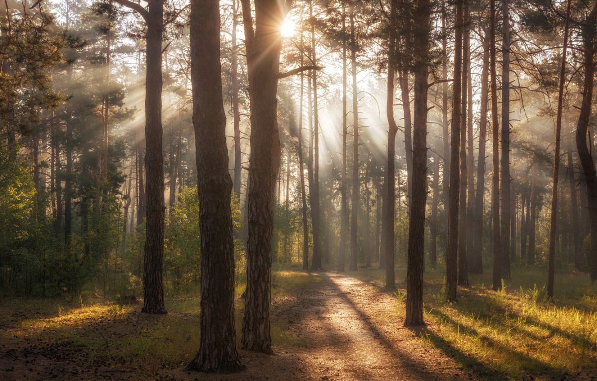 Тропинка в Сосновом Бору