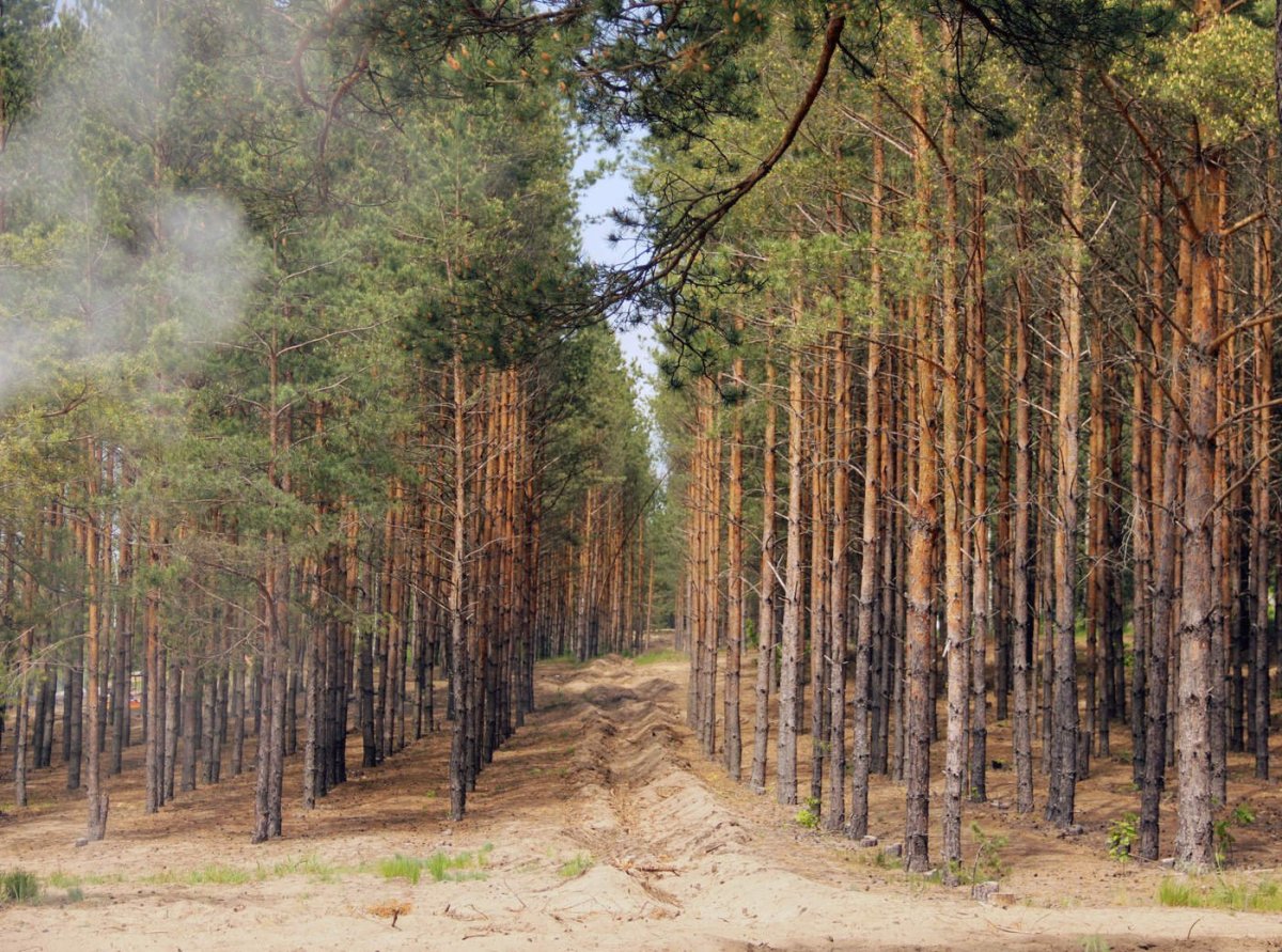 Лес. Пенза,Сосновый Бор