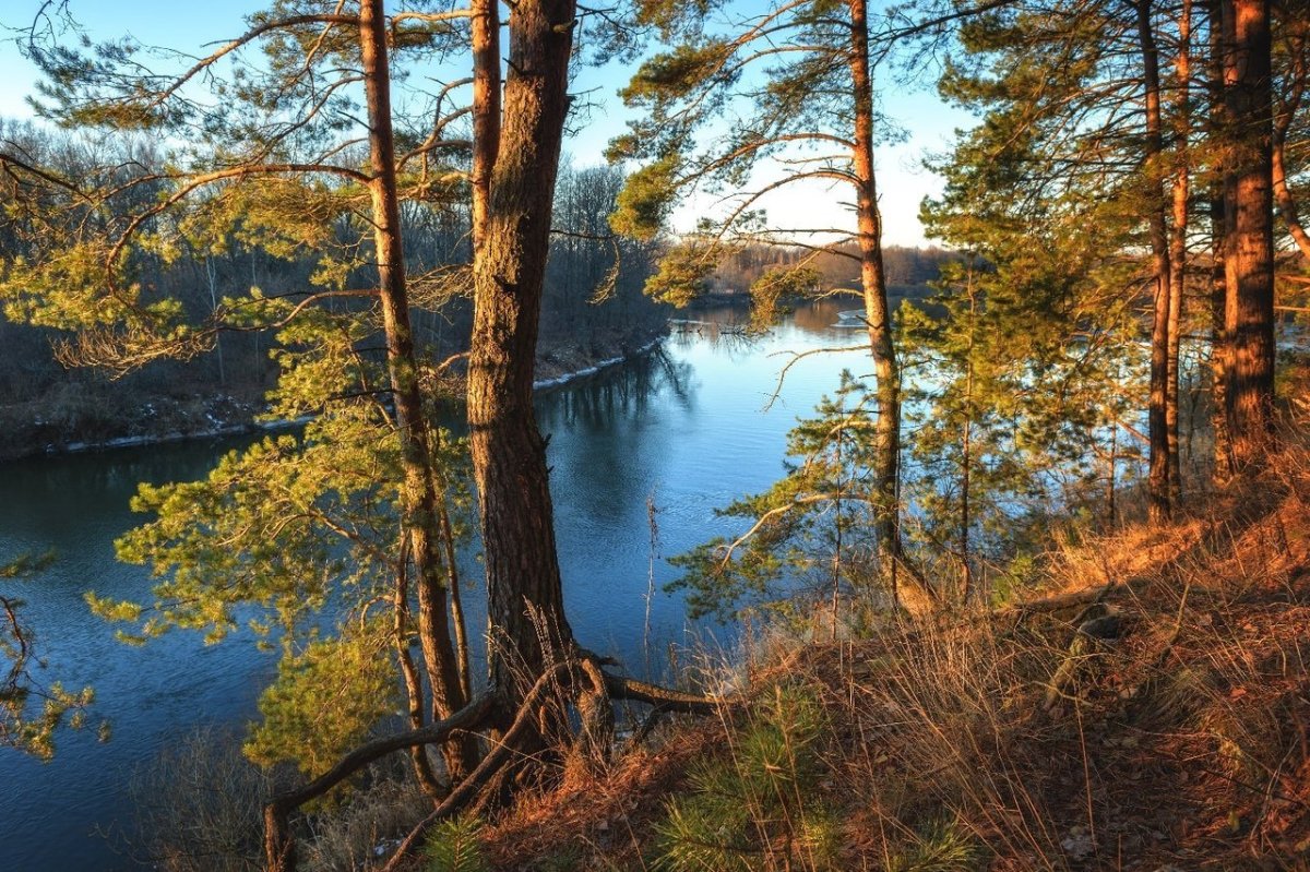 Сосновый Бор Брянск лес