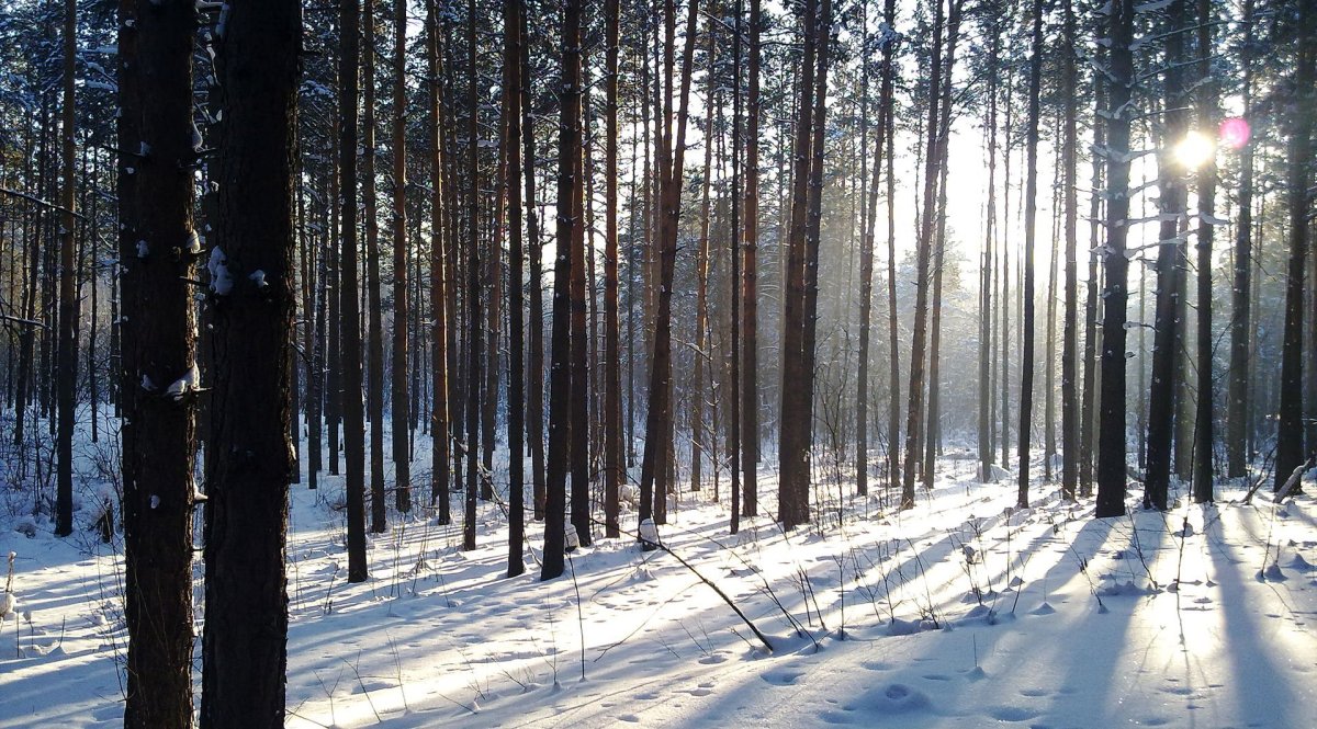 Лес Сосновый Бор Уктус