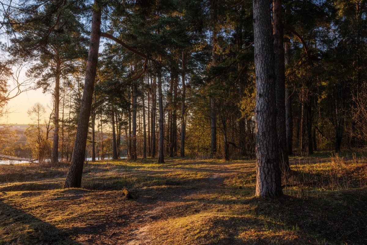Московская область Сосновый Бор Сосновый Бор