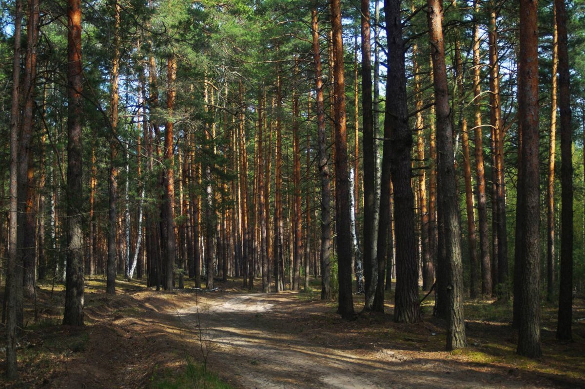 Сосновый Бор Дмитров парк