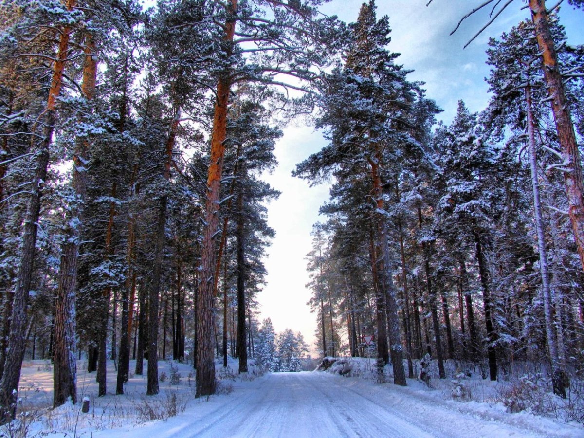 «Сосновый Бор» Кировская область зима