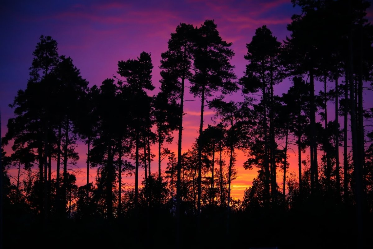 Сосновый Бор в тумане фото