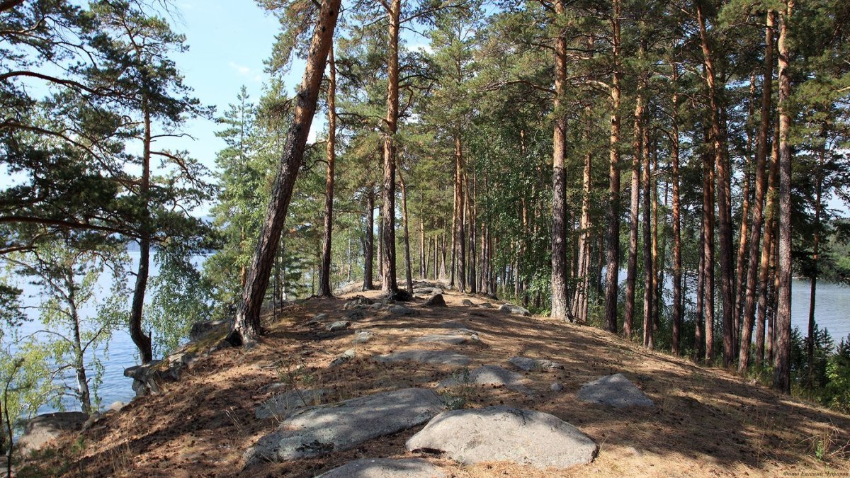 Сосновый лес Каялов Бор