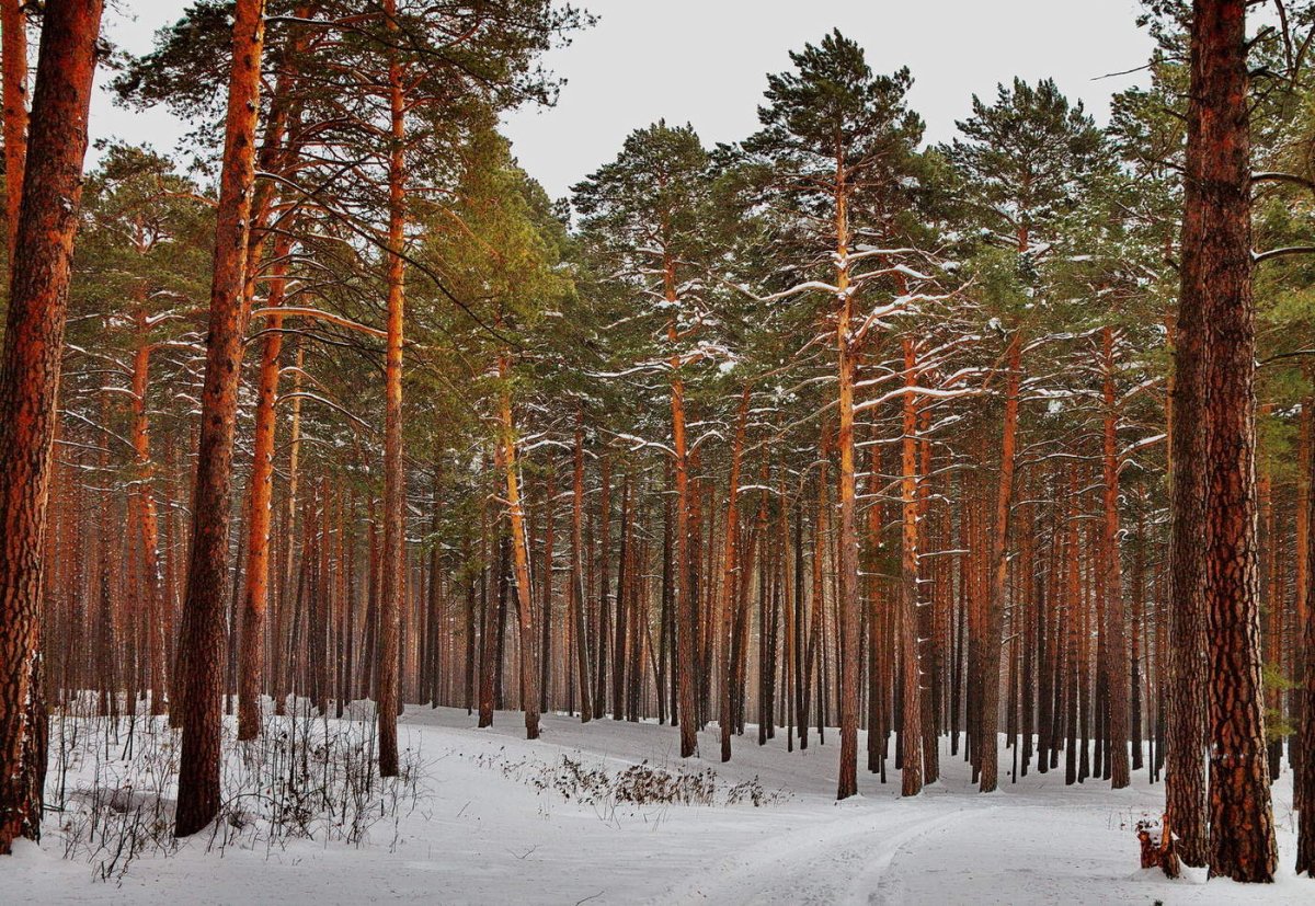 Сосновый Бор Очер