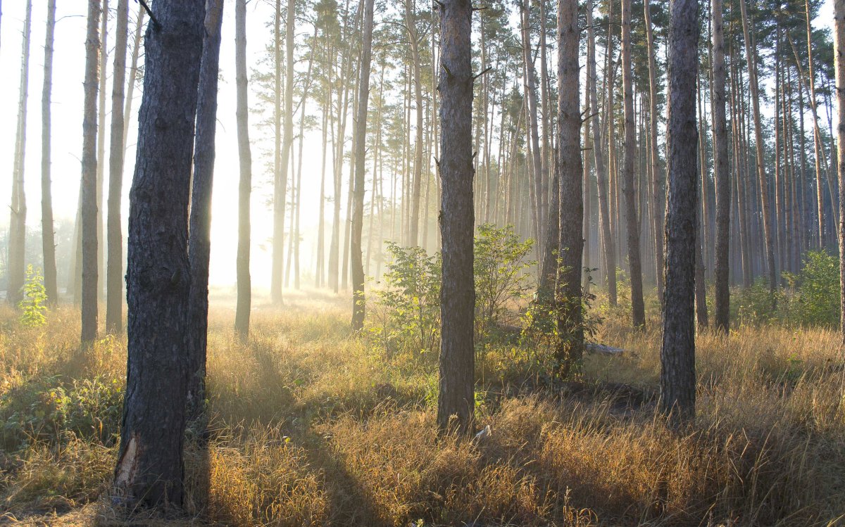 Сопохский Бор