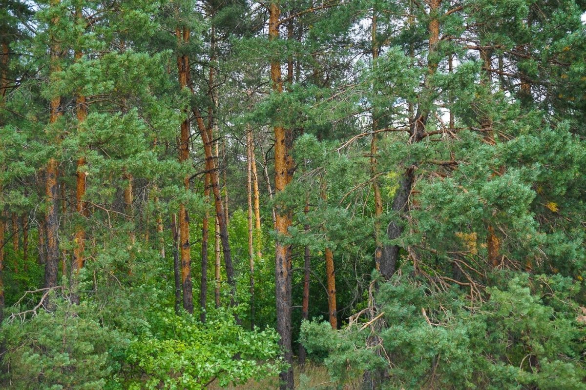 Сосновый Бор Иркутск