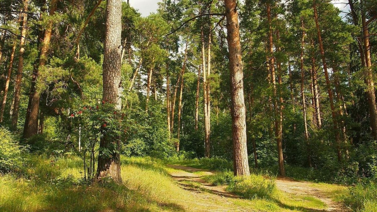 Сосновый Бор опушка