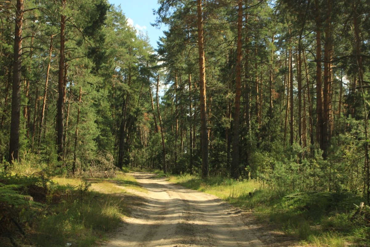 Лес Сосновый Бор Новокузнецк