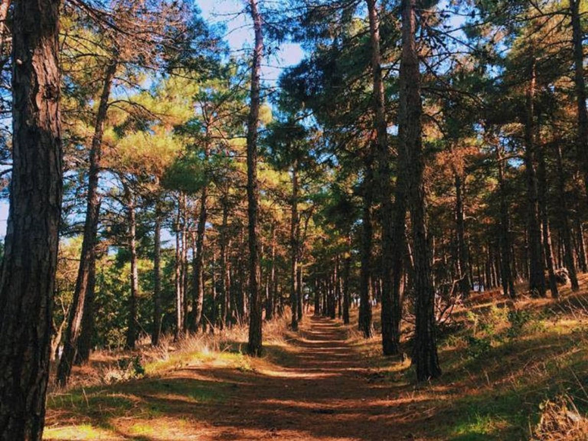 Парк Сосновый Бор Дербент