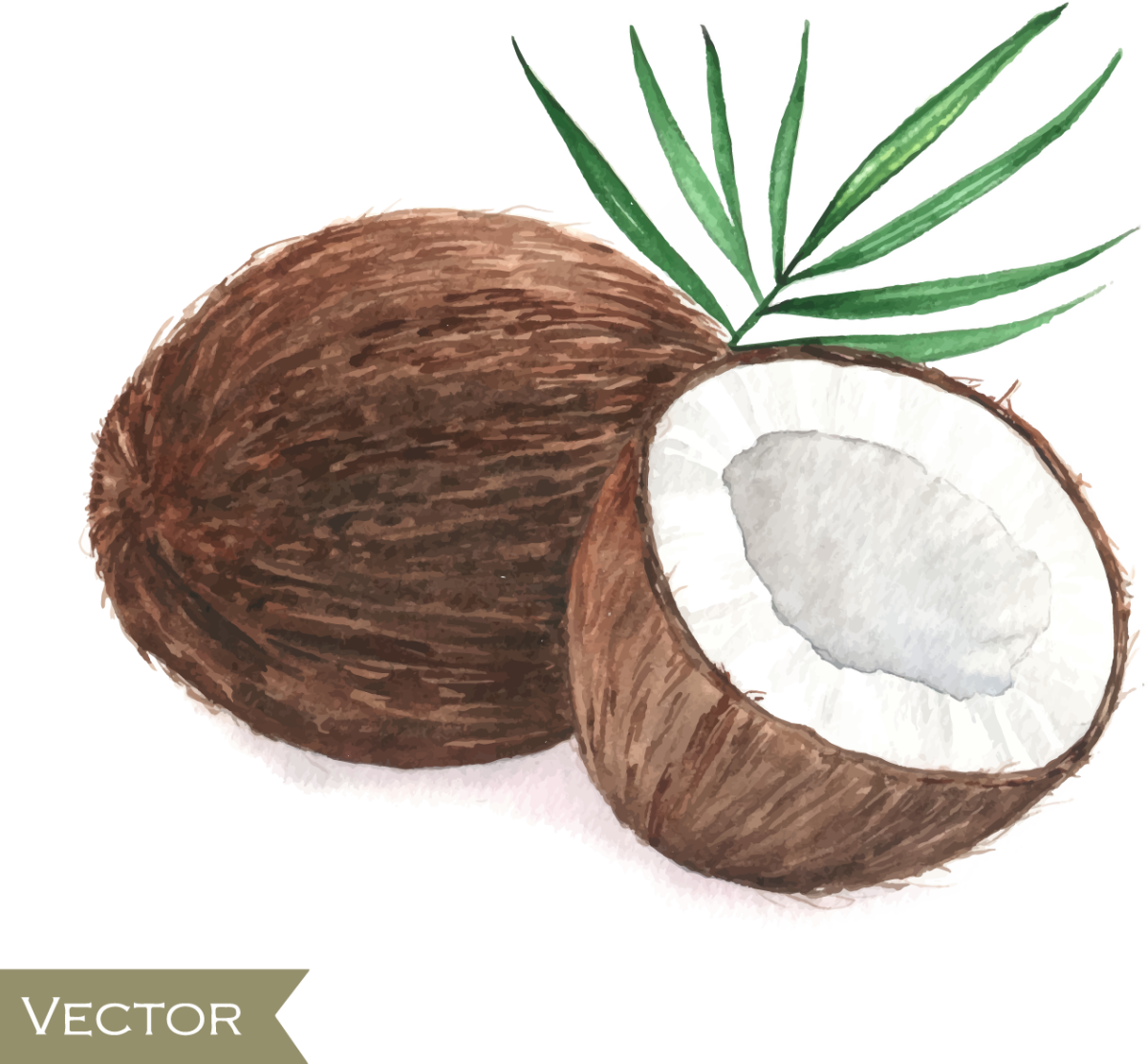 Кокос рисунок легкий