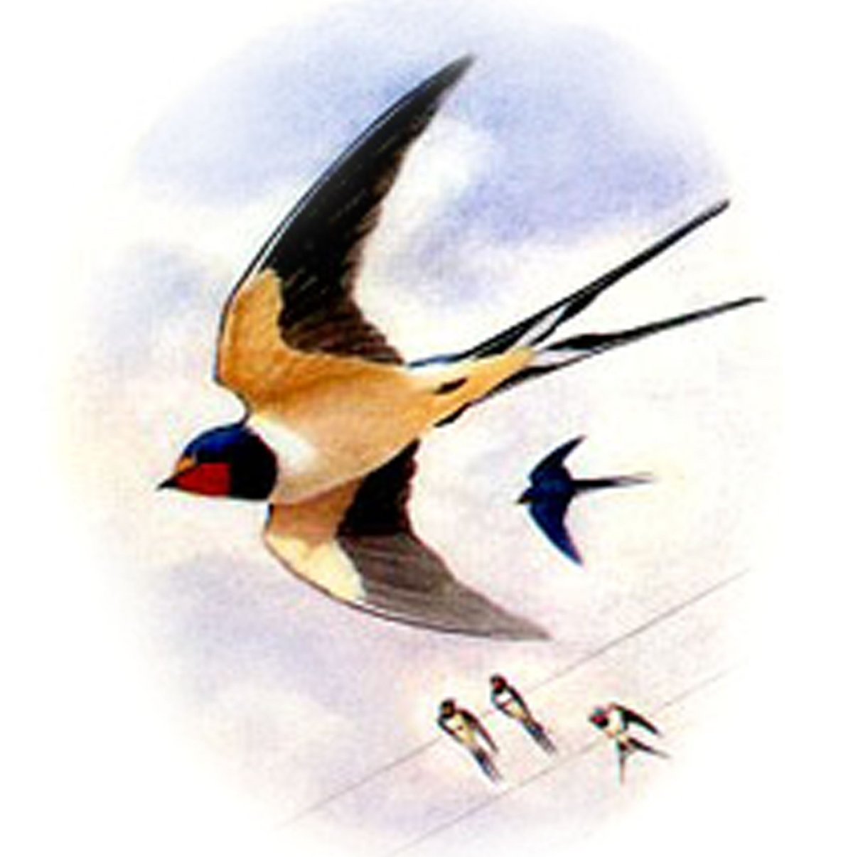 Ласточки прилетели