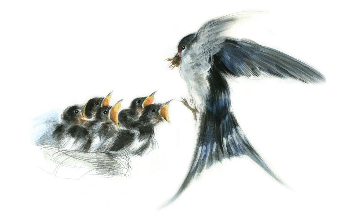 Птенцы в гнезде на белом фоне