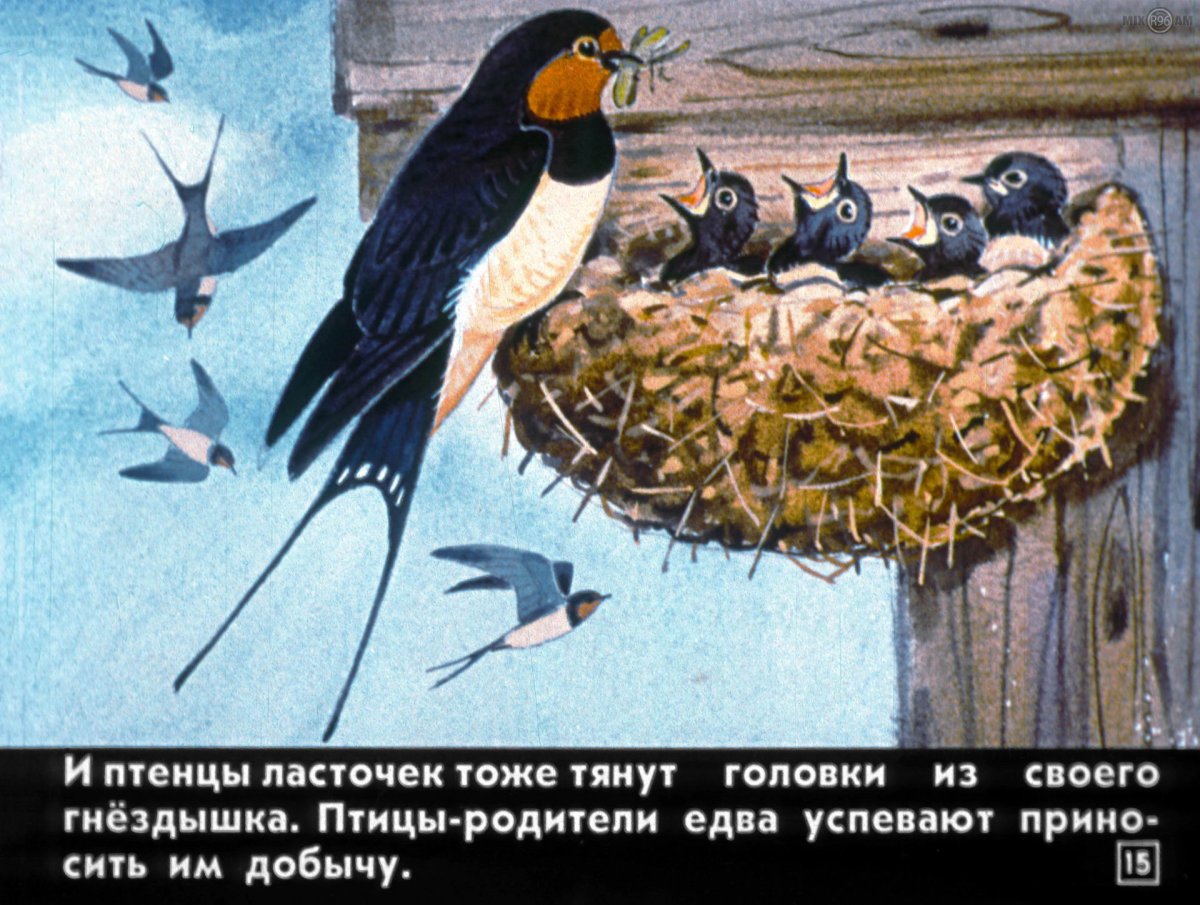 Константин Ушинский гнездо ласточки