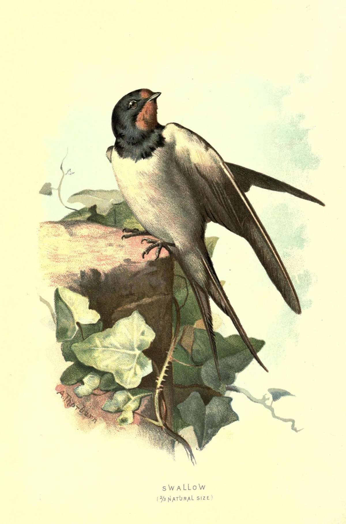 Ласточки Винтаж