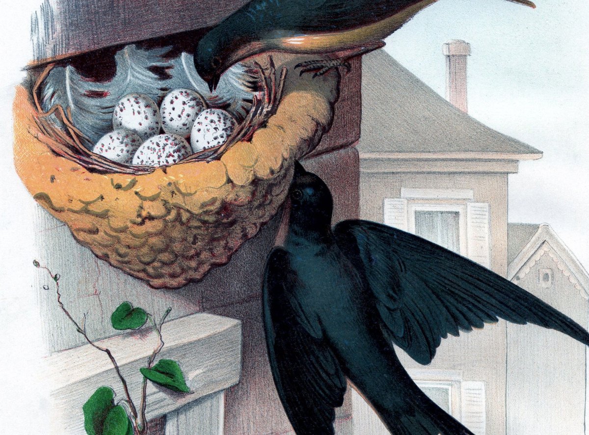 Гнездо ласточки для детей