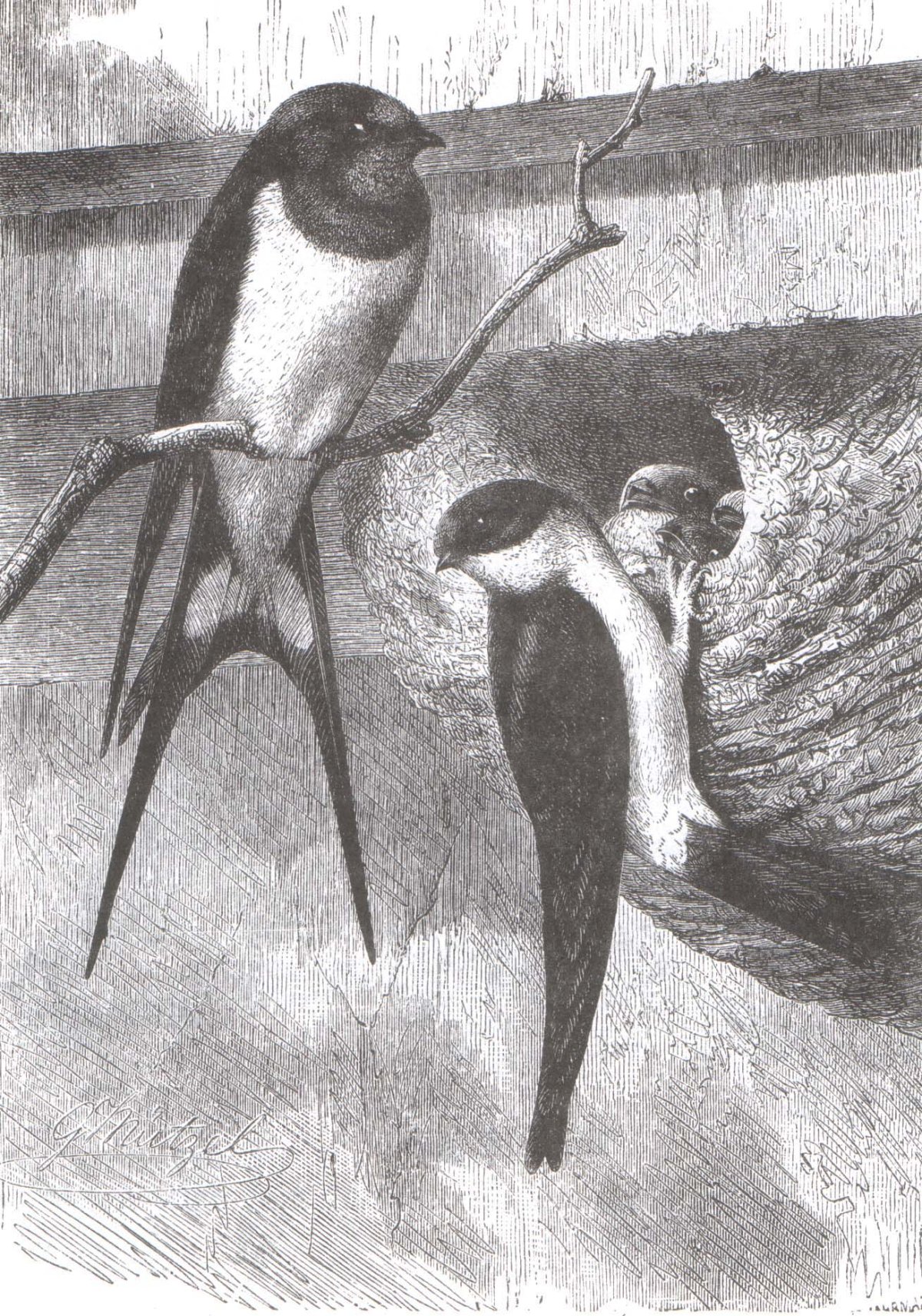 Аполлон Николаевич Майков ласточки рисунок