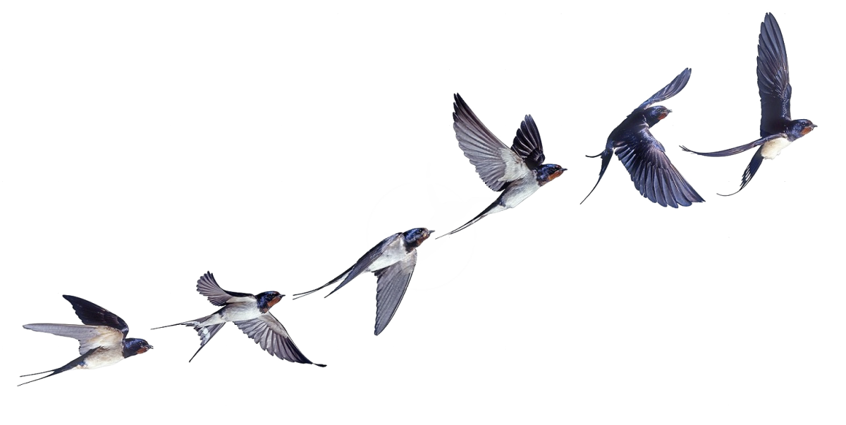 Птицы в полете на прозрачном фоне