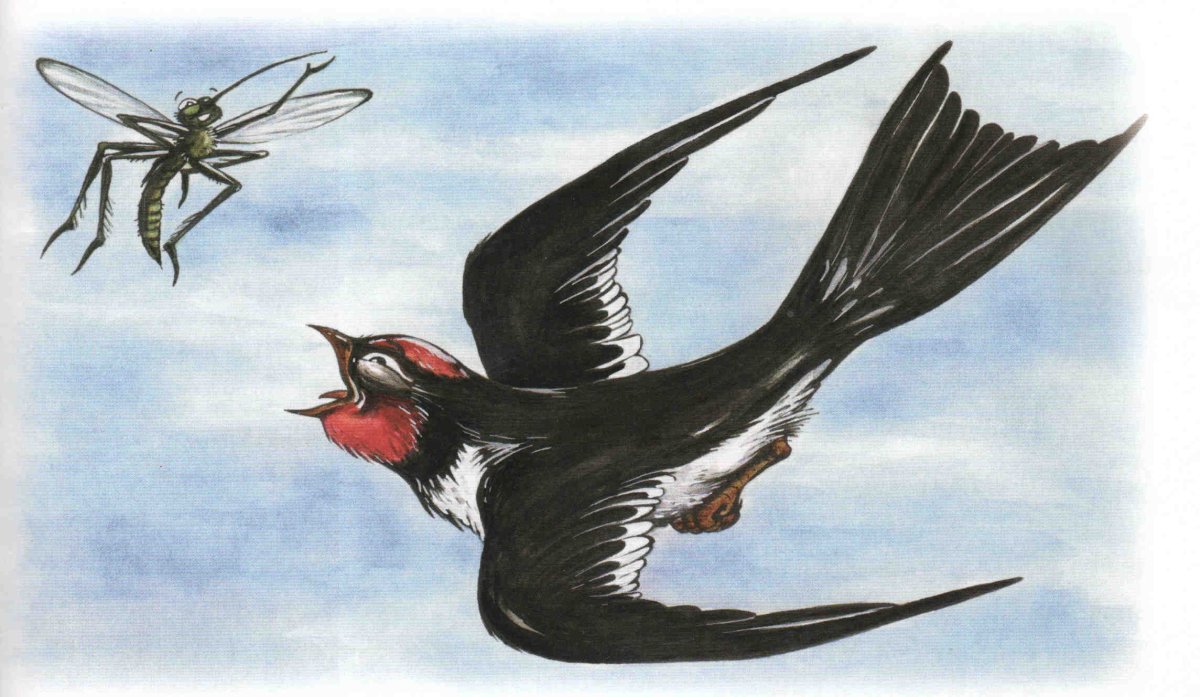 Почему у ласточки хвост рожками