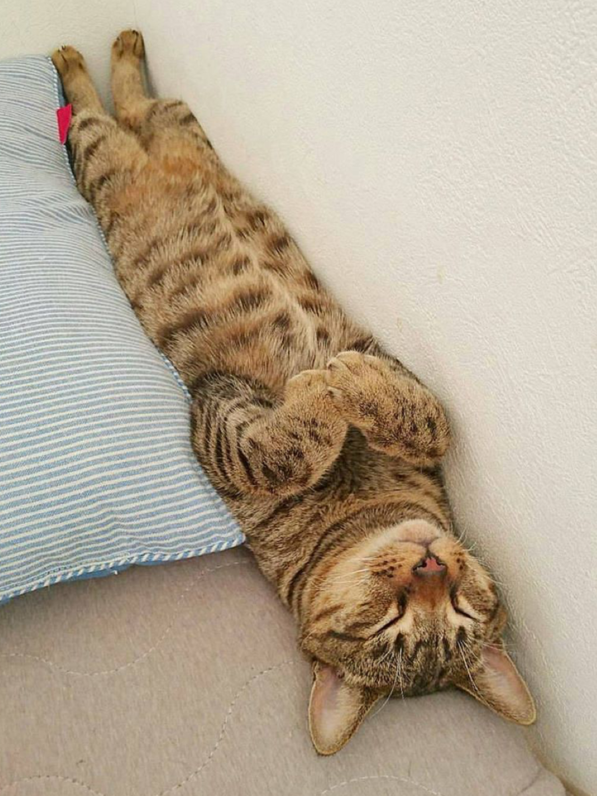 Ленивый котик