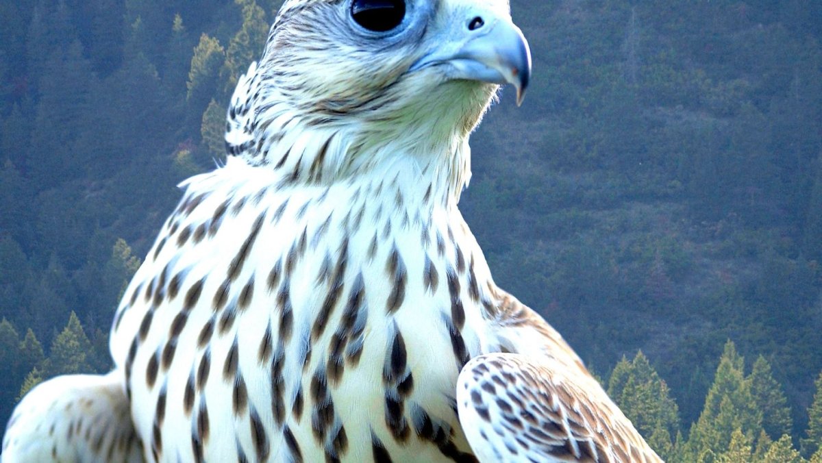 Где живет Сокол