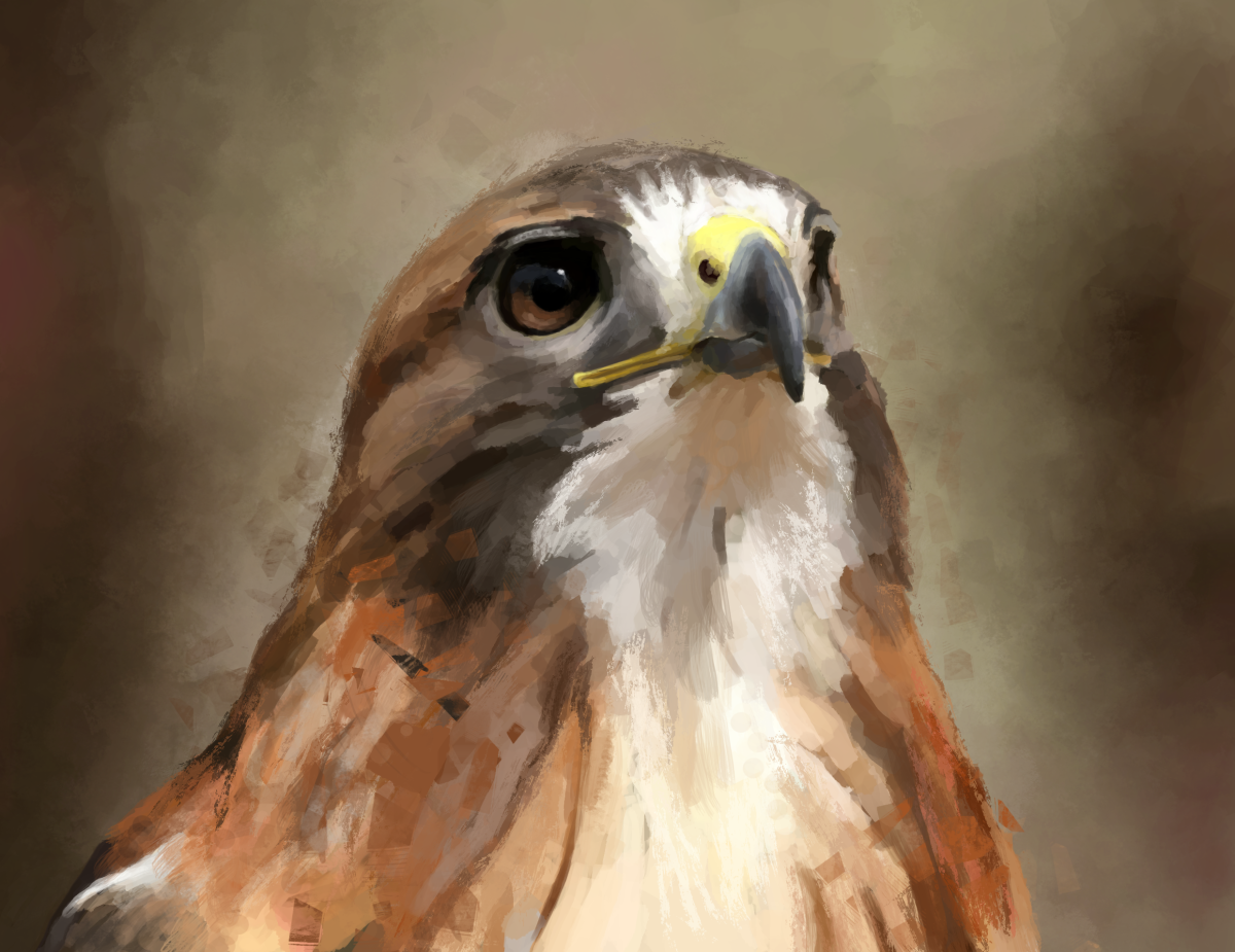 Сокол Сапсан