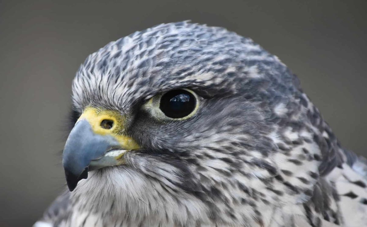 Кречет клюв