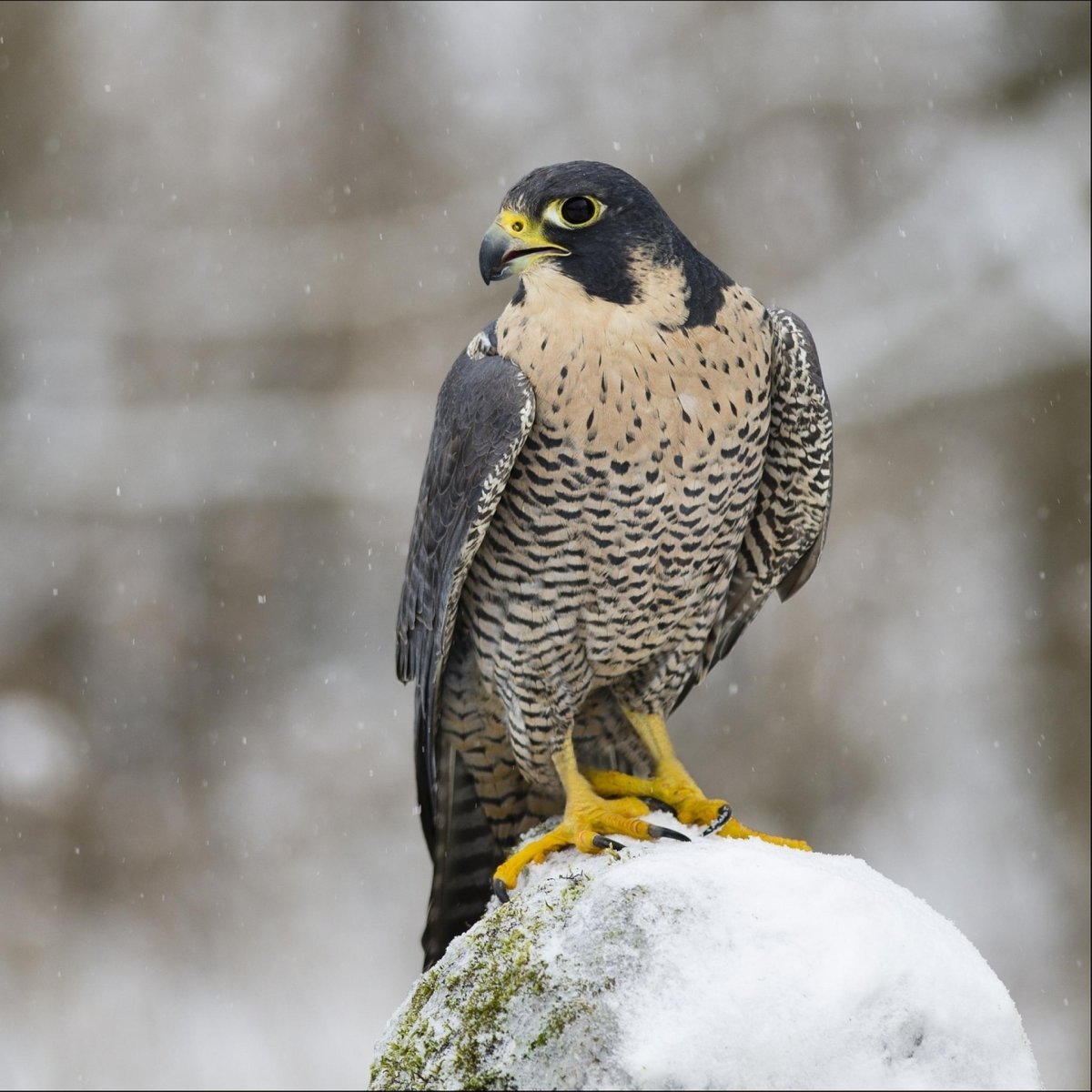 Орел эмблема