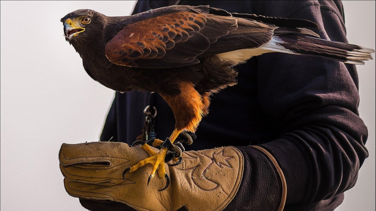 Falcon al Александр Соколов