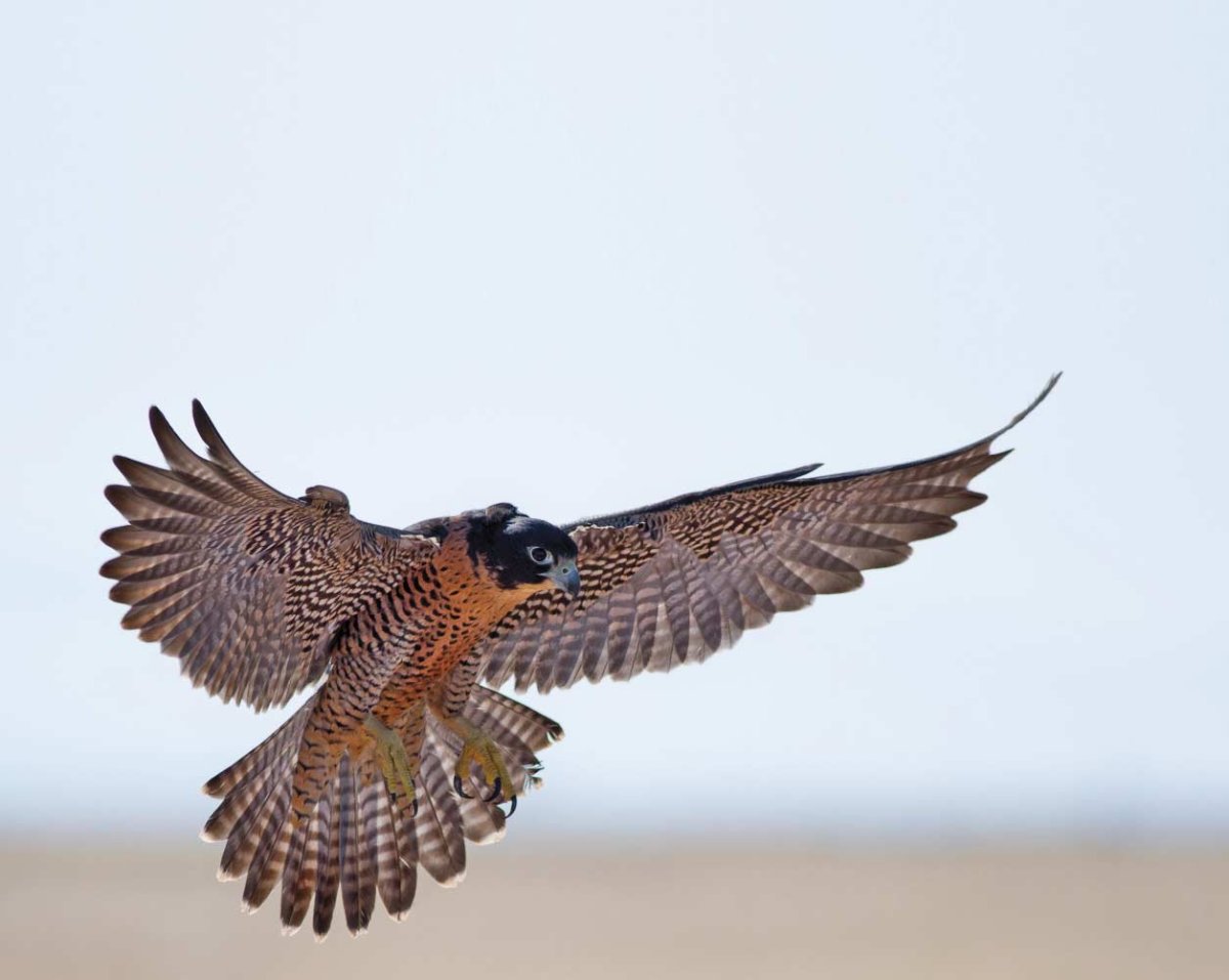 Сапсан птица размах крыльев